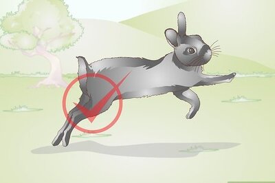 How to Build a Rabbit Run
