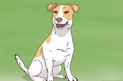 How to Choose a Jack Russell Puppy
