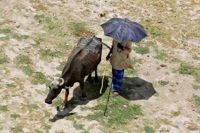 When Calves Helped Police to Nab Thieves in Madhya Pradesh