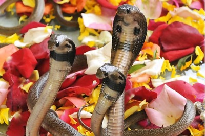 90 million-year-old fossil shows how snakes lost legs