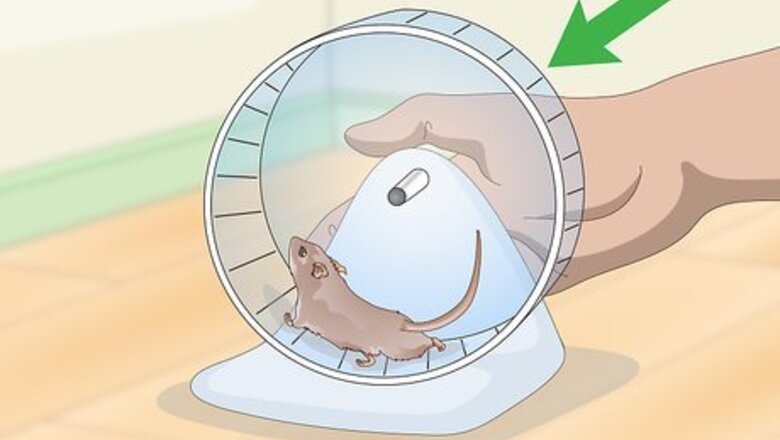 How to Exercise Your Gerbil