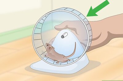 How to Exercise Your Gerbil