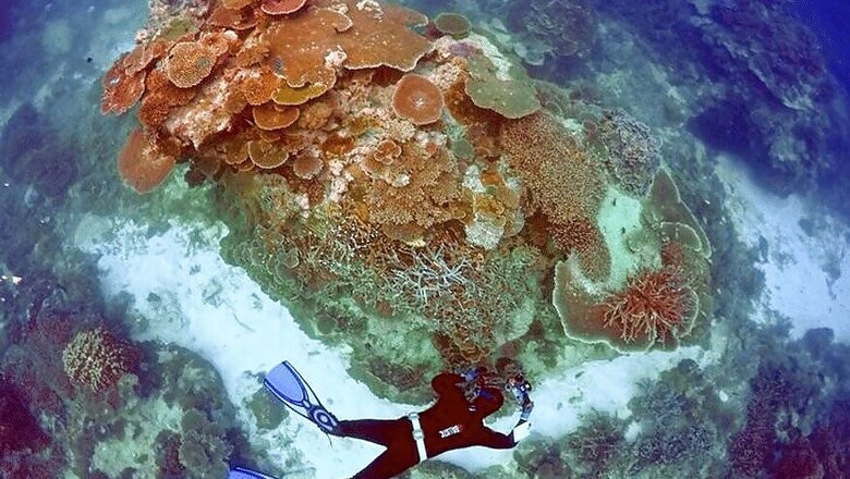 Australia Must Do More to Protect Great Barrier Reef, Says UNESCO