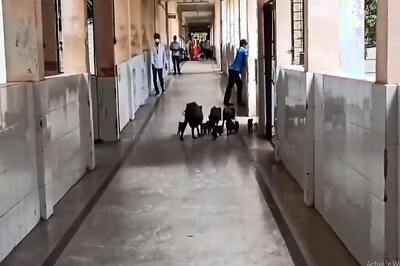 Video of Pigs Roaming Inside Govt Hospital in Karnataka Causes Outrage