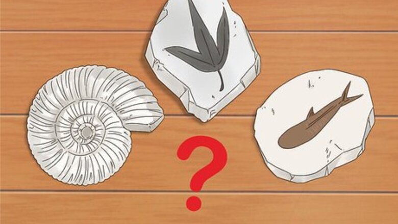 How to Dig for Fossils