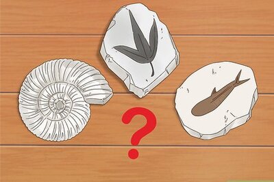 How to Dig for Fossils