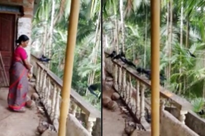 In Uttara Kannada, 60-year-old Woman Makes Fresh Food For 60 Crows Every Day
