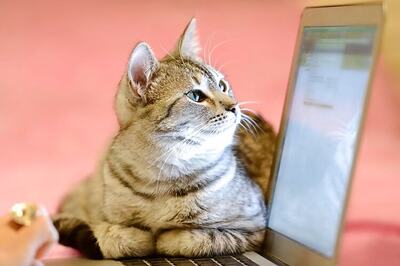 How Twitter cats, media silence helped during Belgian anti-terrorism raids