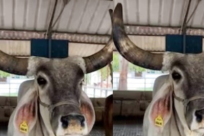 Kankrej, The Oldest Cow Breed Found In India's Gujarat and Rajasthan