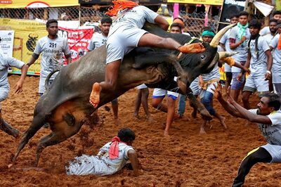 Jallikattu: Bull Tamer, Spectator Die, CM Stalin Announces Compensation, Security Beefed Up at Events