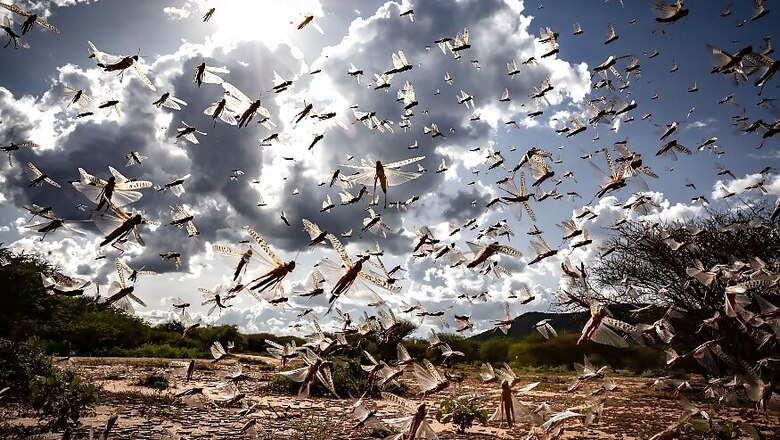 Entering into India from Pakistan & Flying as Far as MP: Here's All You Need to Know About the Dreaded Locusts