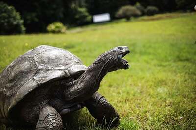 Jonathan, St Helena's Ancient Tortoise, Awaits Visitors