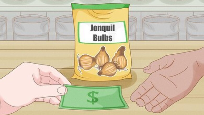 How to Grow Jonquils