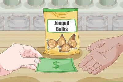 How to Grow Jonquils