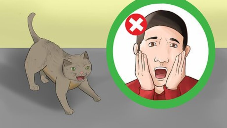 How to Stop a Fearful Cat from Biting