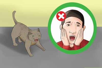 How to Stop a Fearful Cat from Biting