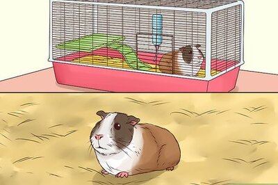 How to Tame Your Guinea Pig