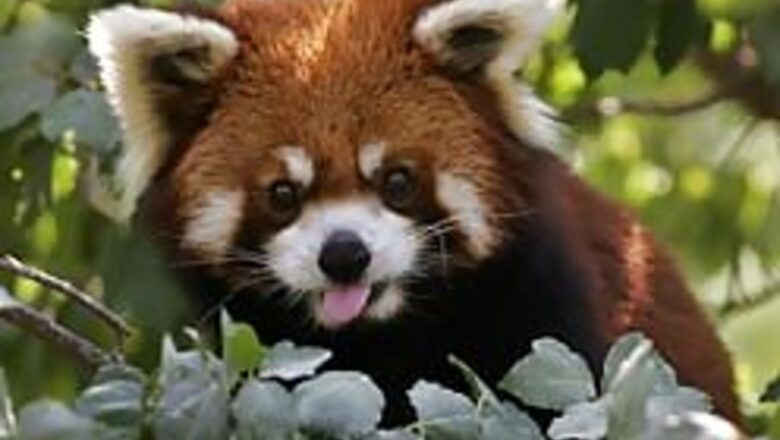Red Pandas on the rise in Darjeeling zoo