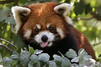 Red Pandas on the rise in Darjeeling zoo
