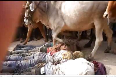 Madhya Pradesh Villagers Allow Hundreds of Cows to Trample Them in Bizarre Diwali Ritual
