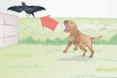 How to Calm a Dog when It Sees Birds