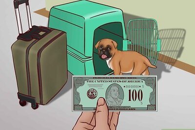 How to Fly Domestically With Your Dog