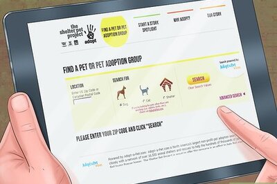 How to Help Shelter Dogs