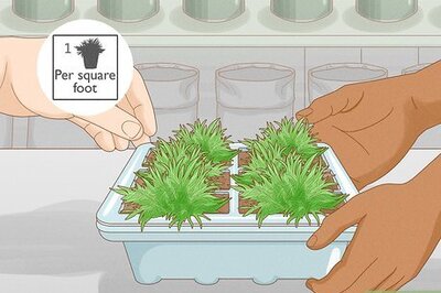 How to Plant Grass Plugs