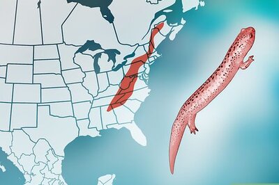 How to Find Salamanders