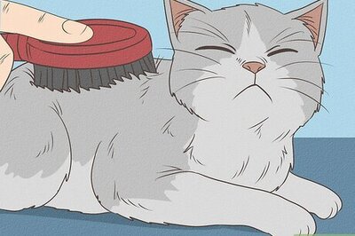 How to Spoil Your Cat
