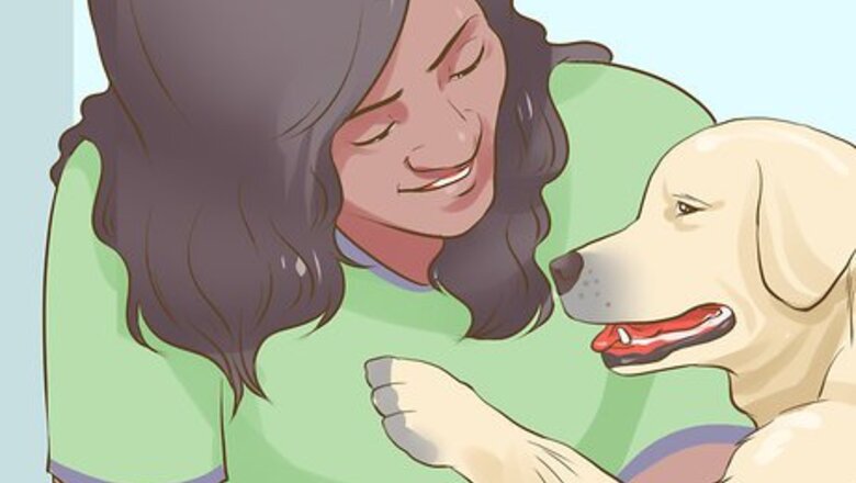 How to Get a Companion Dog for an Existing Dog