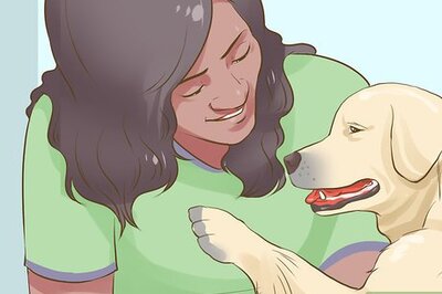 How to Get a Companion Dog for an Existing Dog