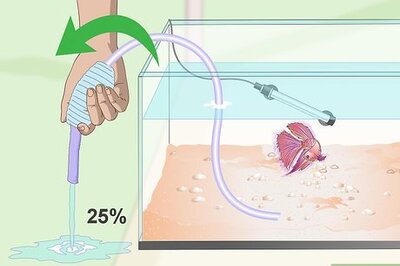 How to Prevent and Treat Popeye in Betta Fish