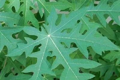 Preventing Dengue To Hair Growth, 4 Health Benefits Of Papaya Juice