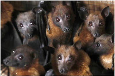 As Madhya Pradesh Reels under Power Cuts, Kamal Nath Govt Thinks It's All Because of Bats
