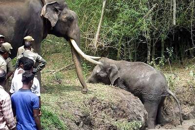 Snapshot: Heartbreaking photo of elephant trying to rescue his female mate from a pond