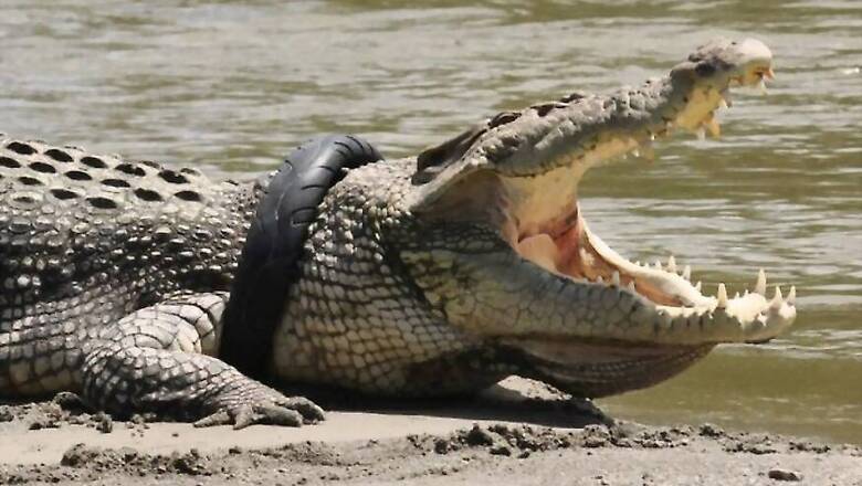 Indonesia Offers Reward for Plucking Tyre Tangled Around Giant Crocodile's Neck for Years