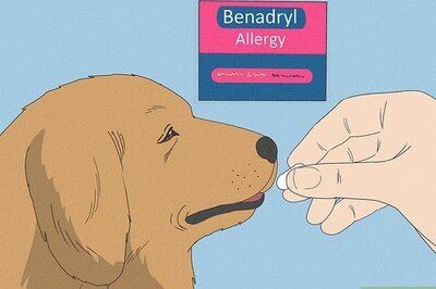 The Best Ways to Treat Your Dog’s Itchy Ears