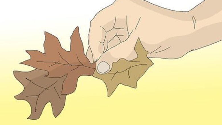 How to Set Fire to Leaves