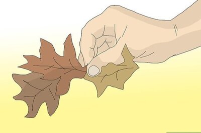 How to Set Fire to Leaves