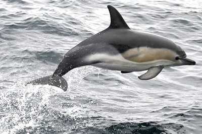 'Over-excited', Love-lorn Dolphin Causes Ban on French Beach After Bumping Against Boats, Bathers