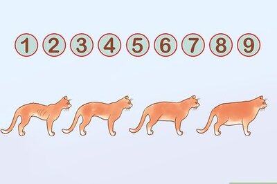 How to Put Your Cat on a Diet