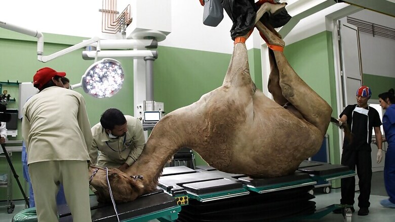 Treating Bumps and Humps: Dubai Opens $10 million Camel Hospital