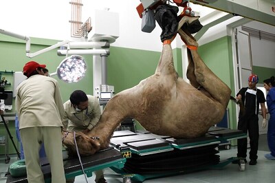 Treating Bumps and Humps: Dubai Opens $10 million Camel Hospital