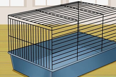 How to Know if You're Ready to Care for a Bunny