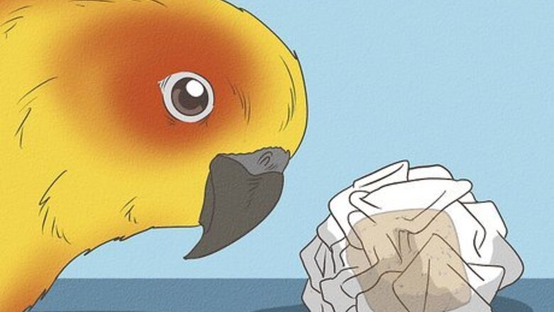How to Play With Your Parakeet
