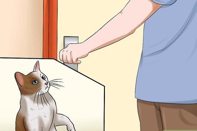 How to Keep Fish when You Have Cats That Like to Hunt