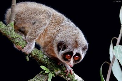 Aussie scientists to study minds of animals