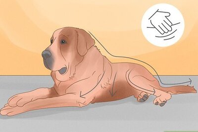 How to Massage a Dog to Poop (12 Tips for Canine Constipation)
