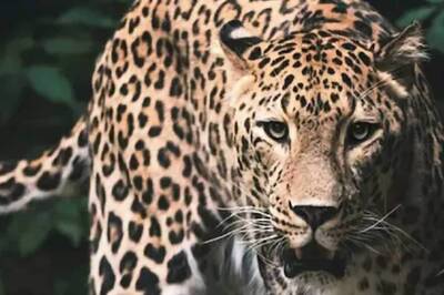 Assam: Locked With A Leopard in Room for Two Hours, 15-Year-Old Girl Narrates Her Survival Story